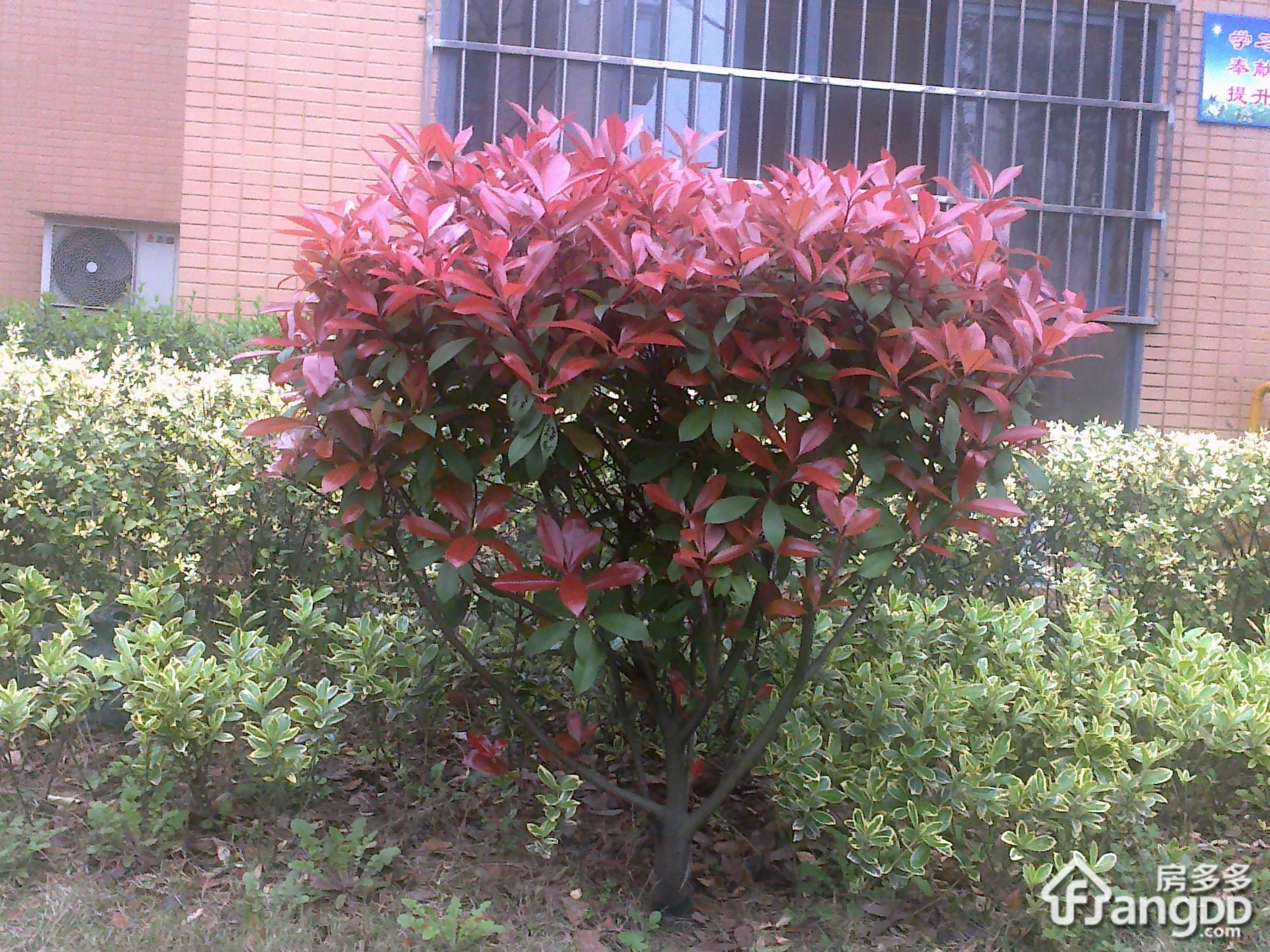 中城丽景香山小区图片