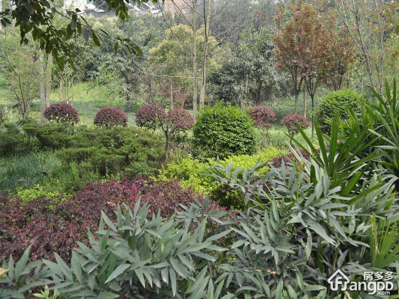 碧桂苑小区图片