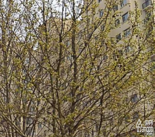 规划局家属院小区图片