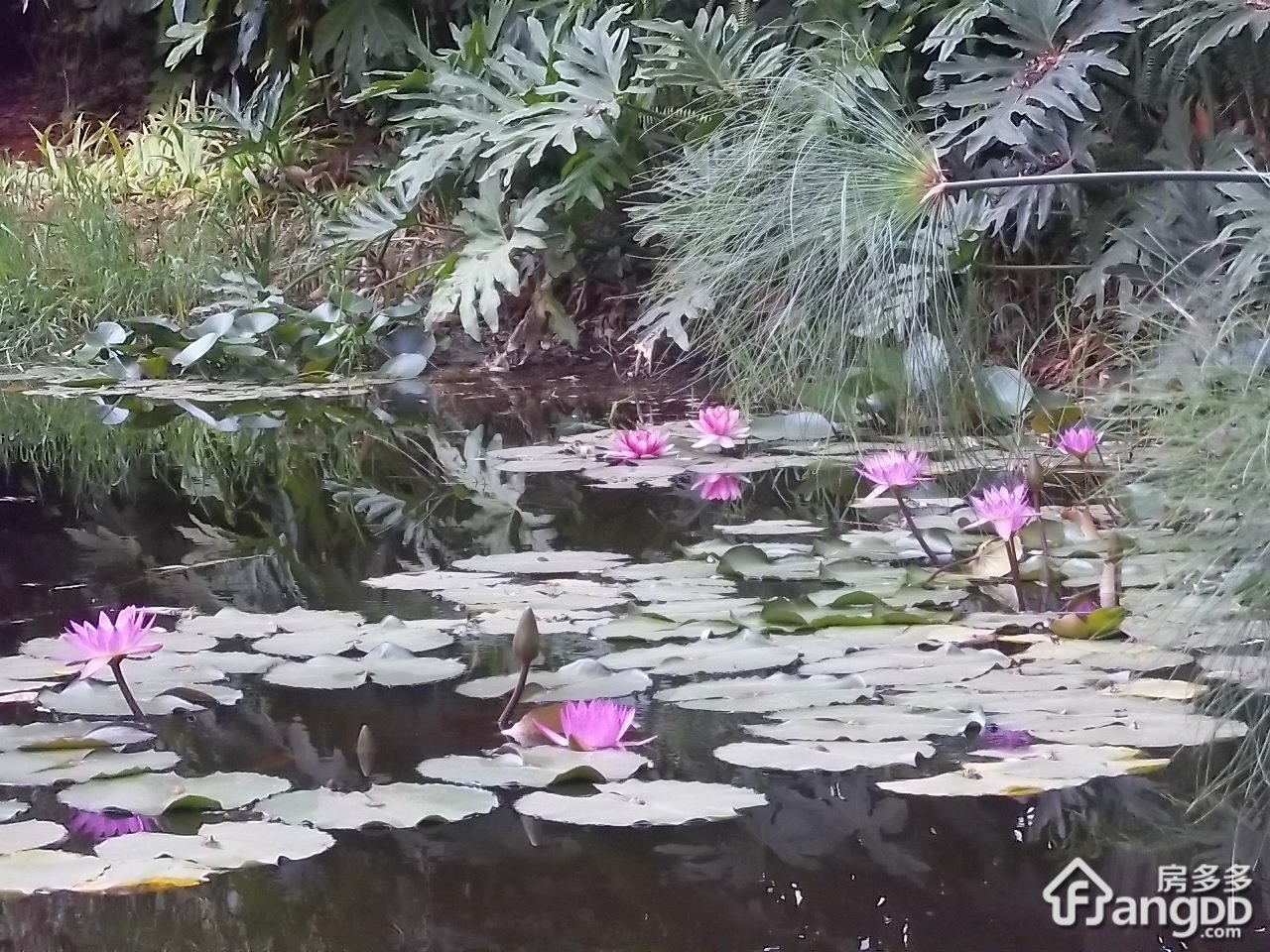 星体花园北区图片
