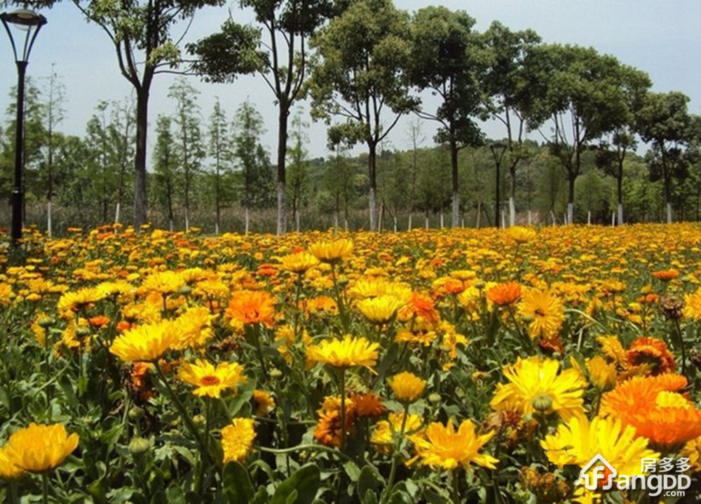 碧桂园生态城山湖间一期小区图片