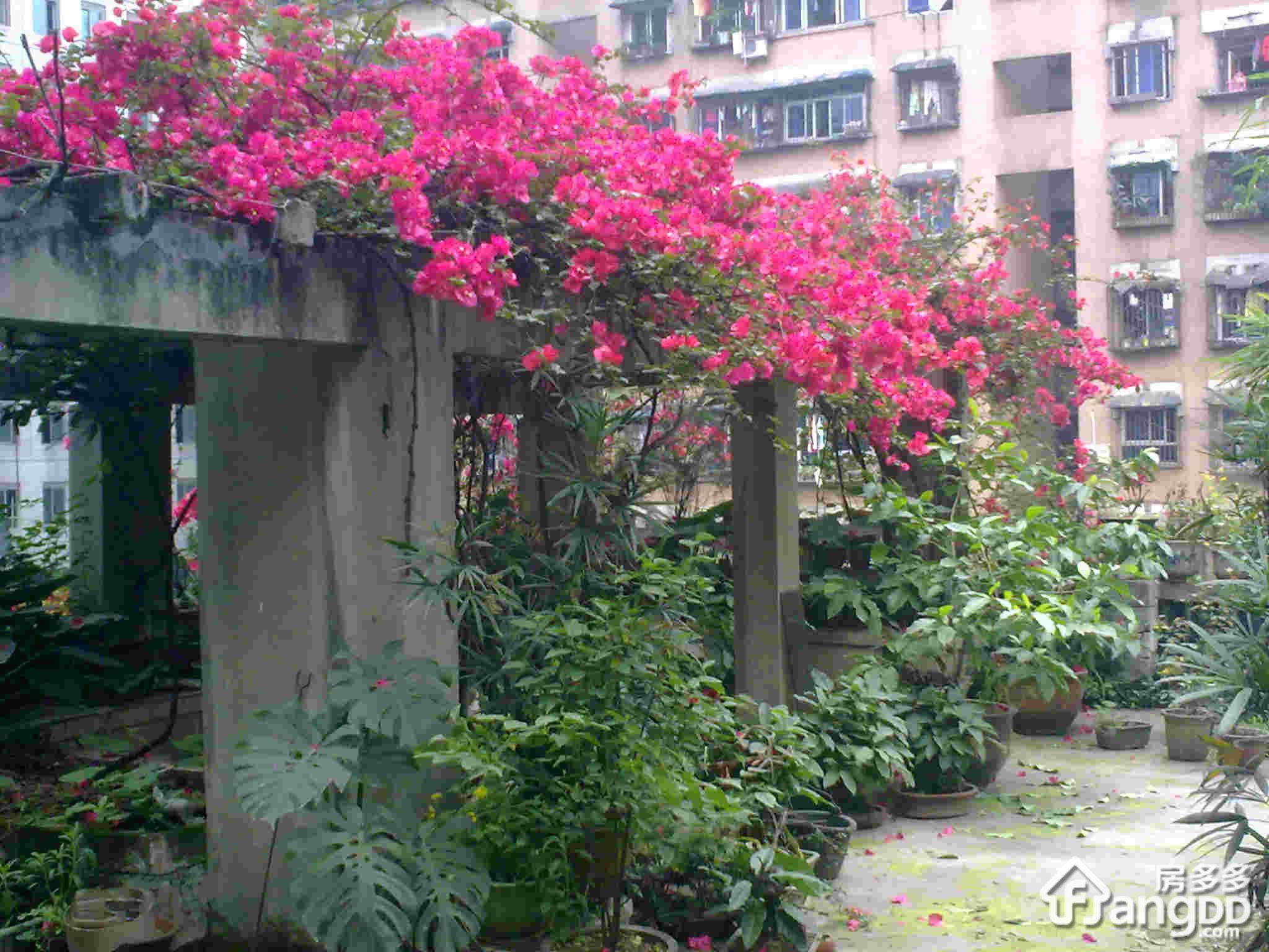 莲花池小区图片